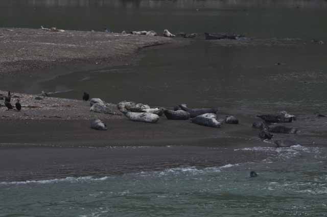 pup sea lions